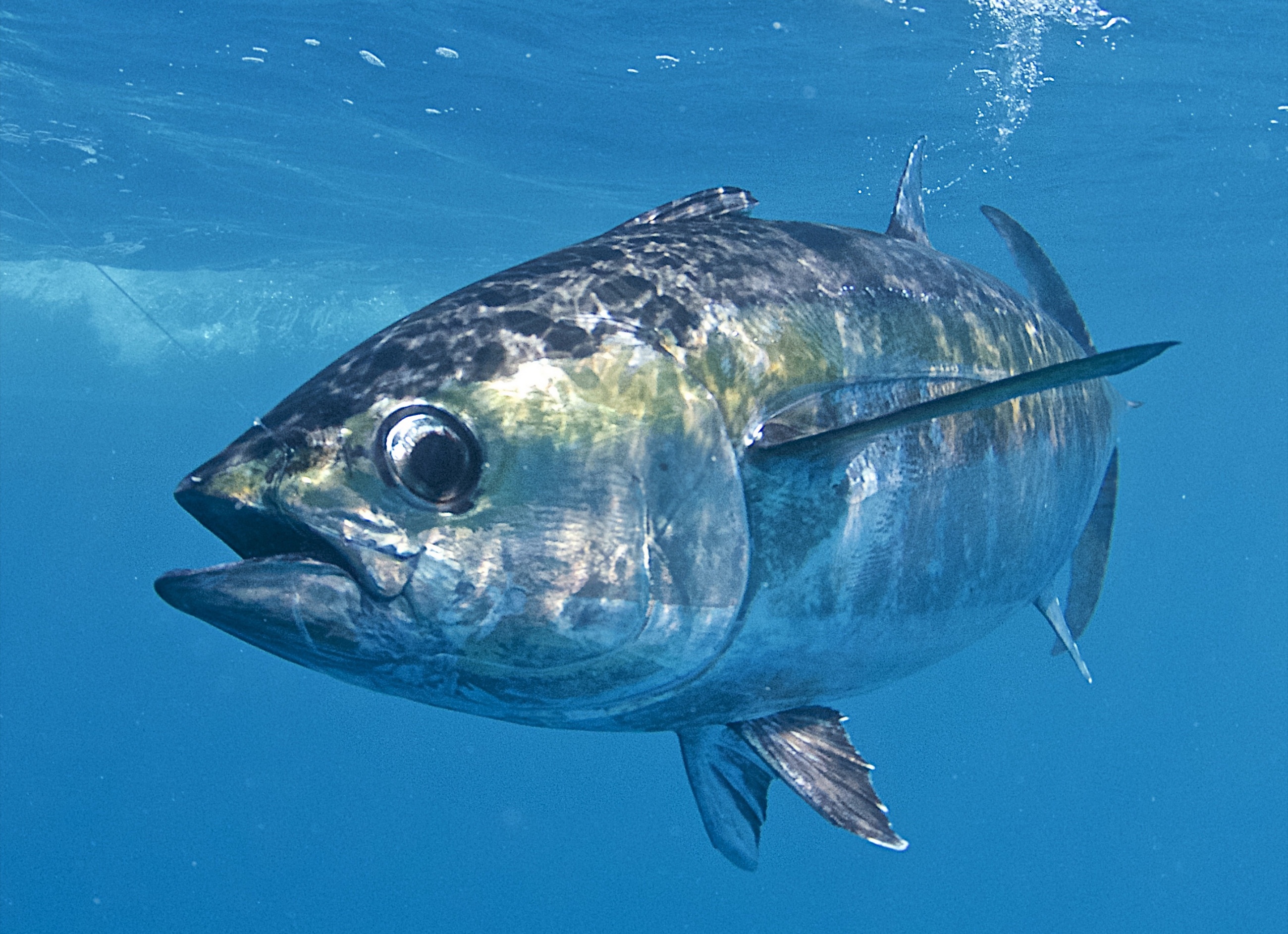 thunnus-thynnus-linnaeus-1758
